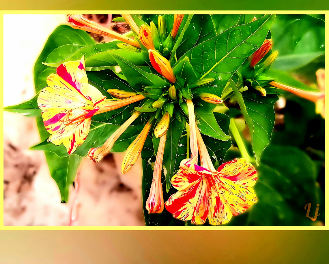 Flowers, گلءعباسی ⚜⚜