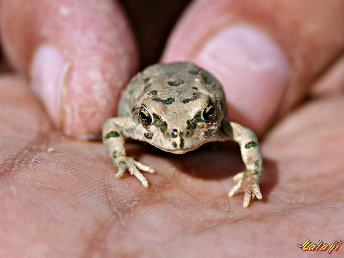 Pygmi Toad ⚜⚜