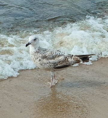 SEAGULL 