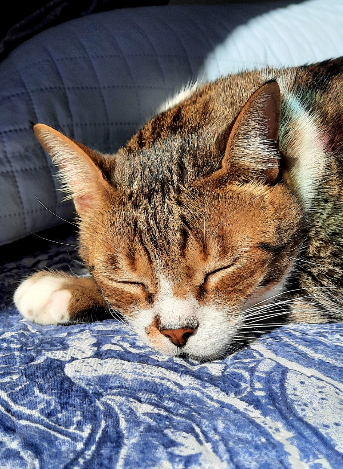 Sweet dreams 