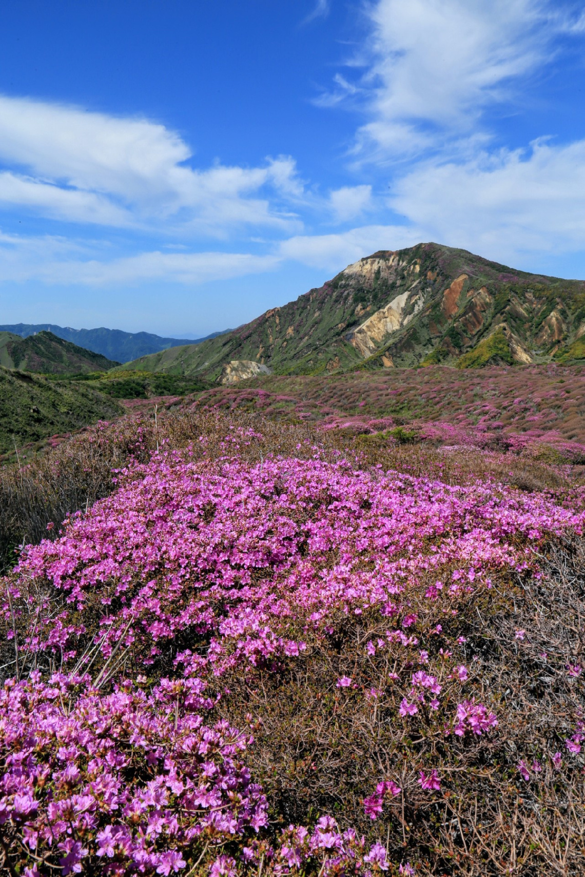 Blooming