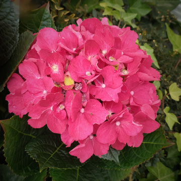 HYDRANGEA 