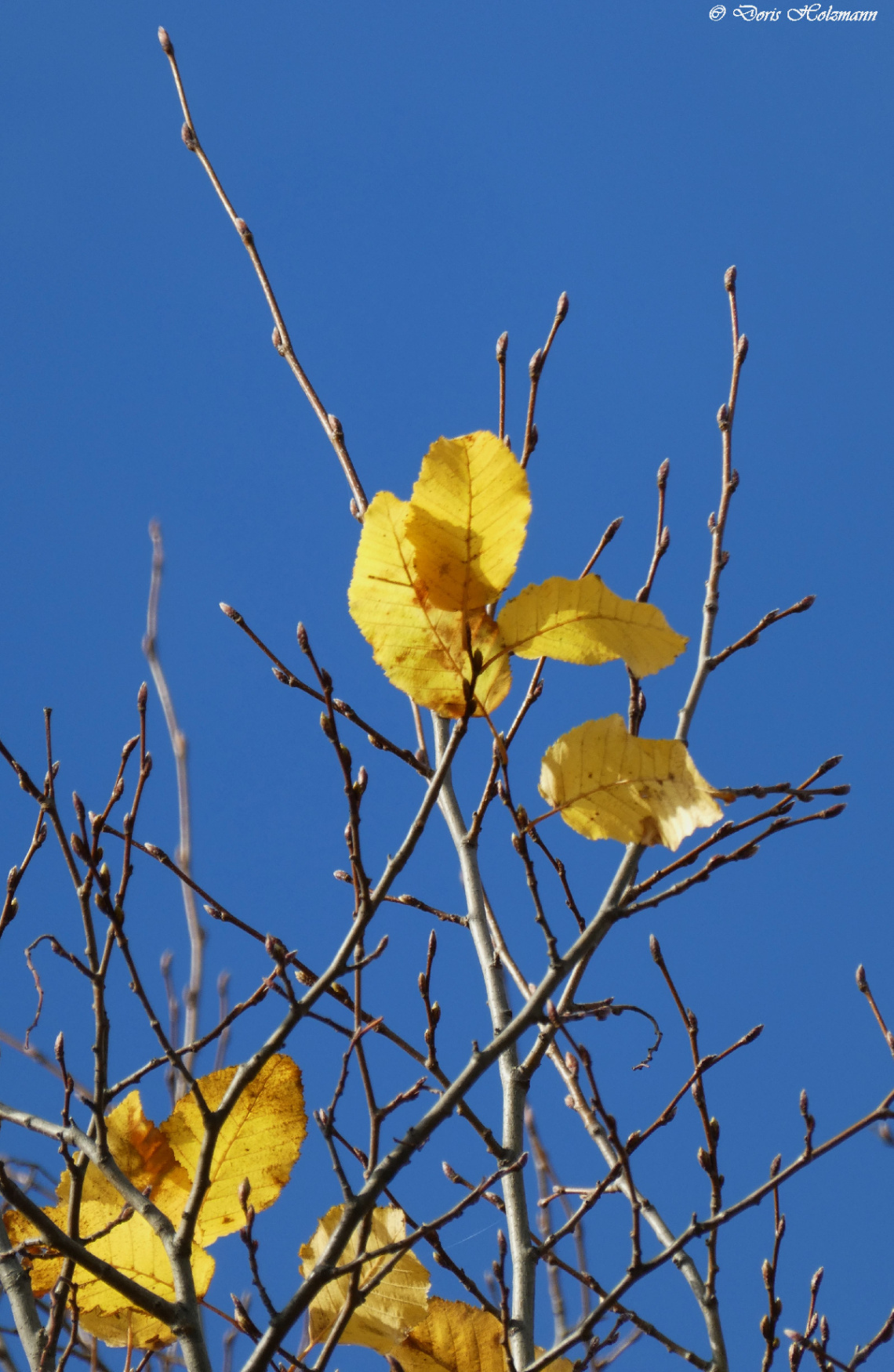 Leaves