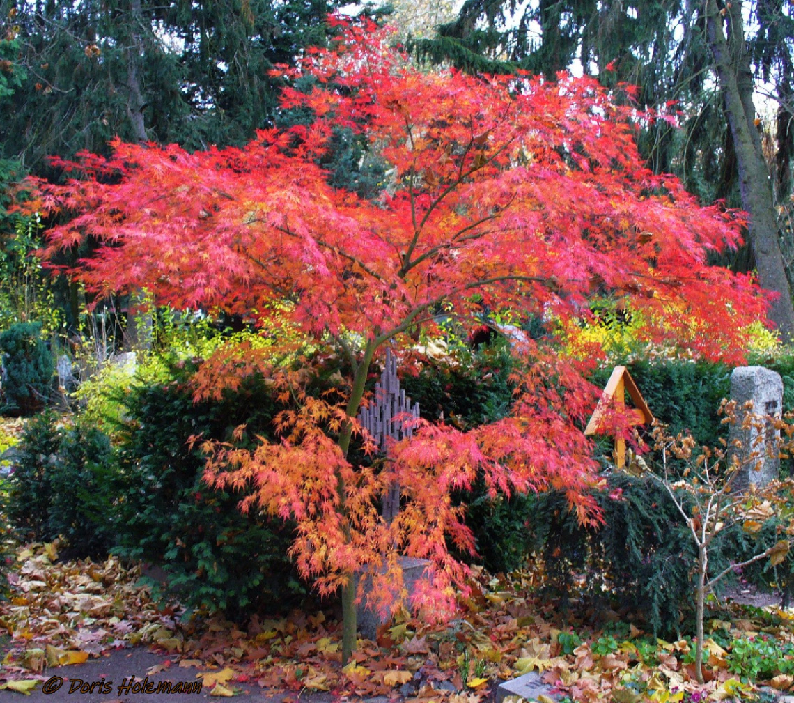 Japanese maple