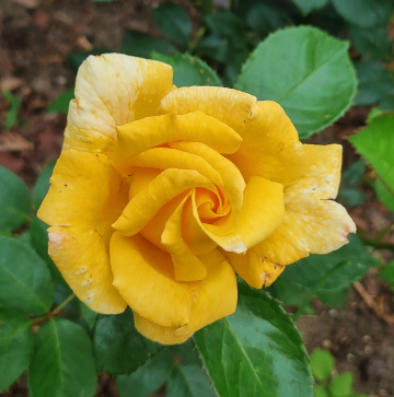 GARDEN ROSE