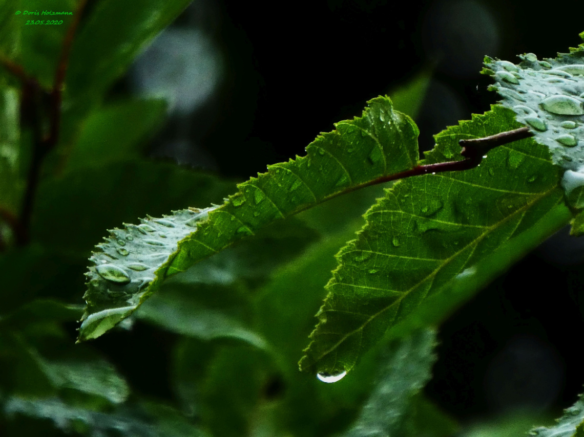 raindrops