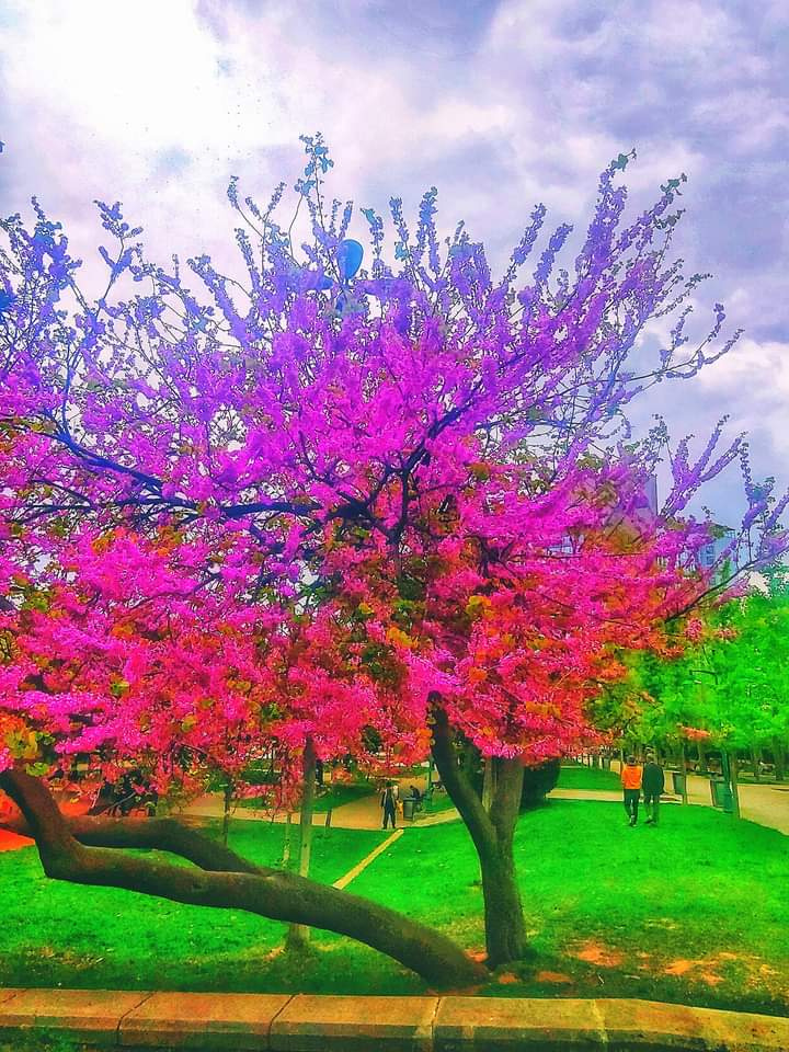 Ağaç