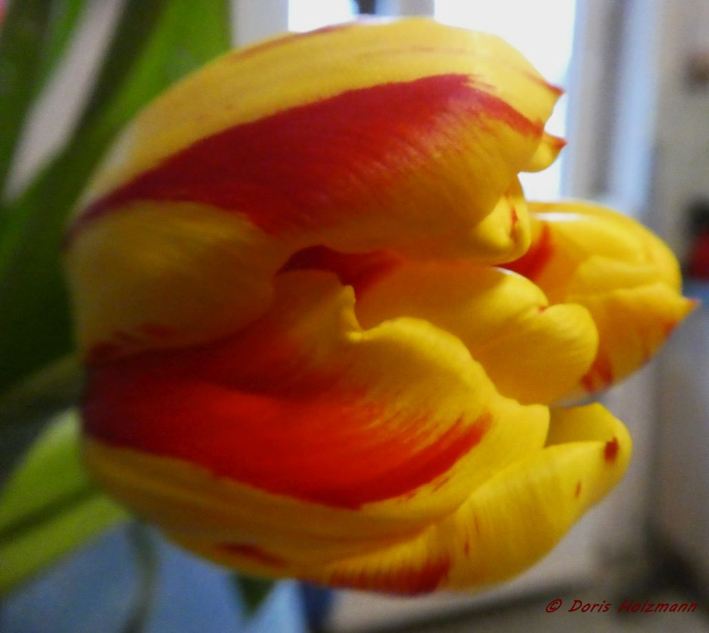 tulip