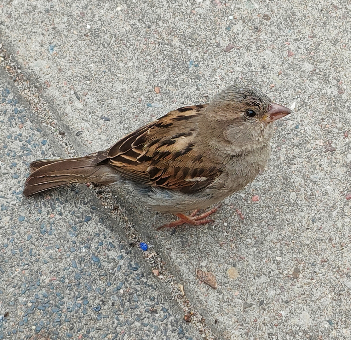 SPARROW 