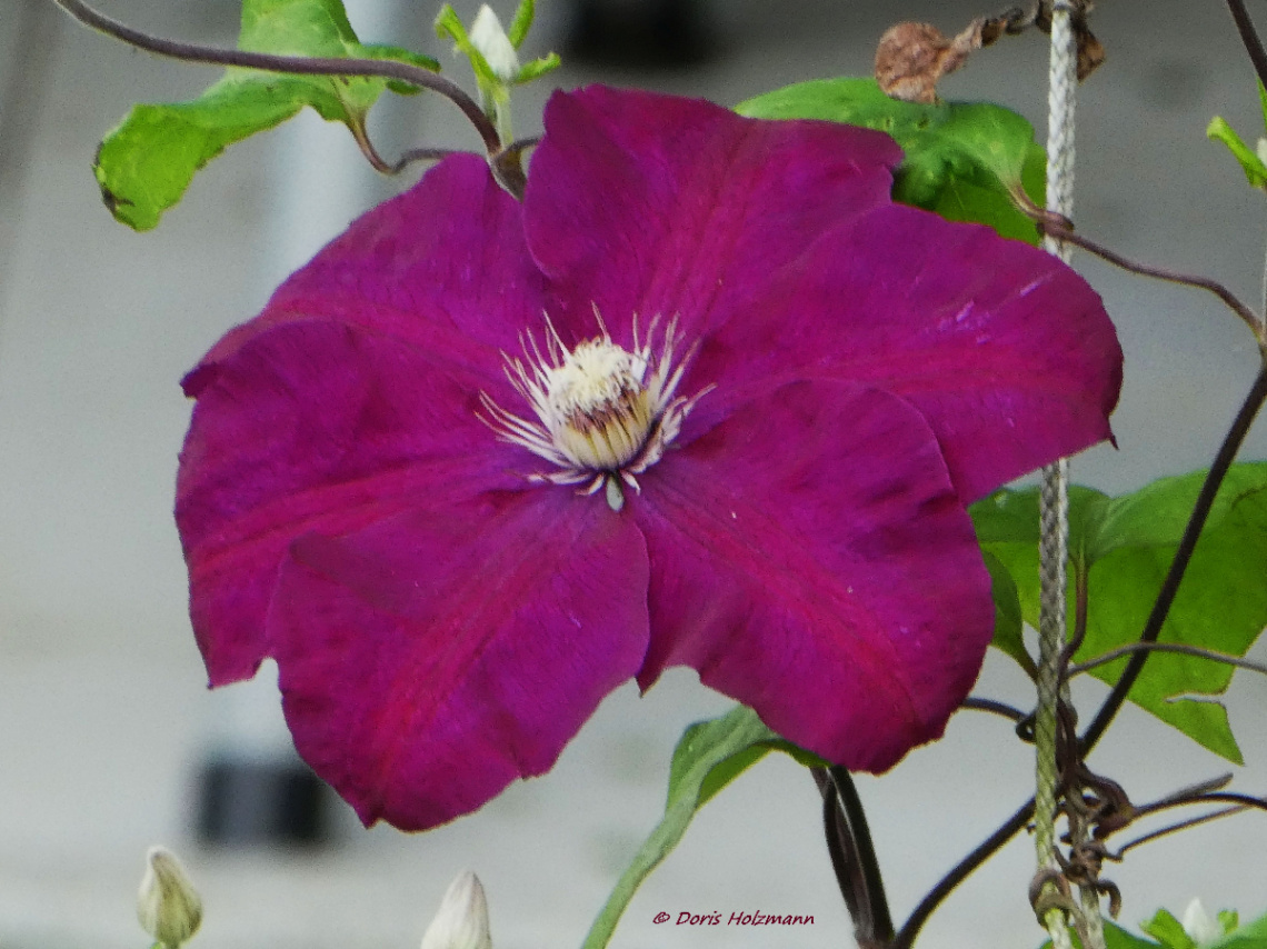 Clematis