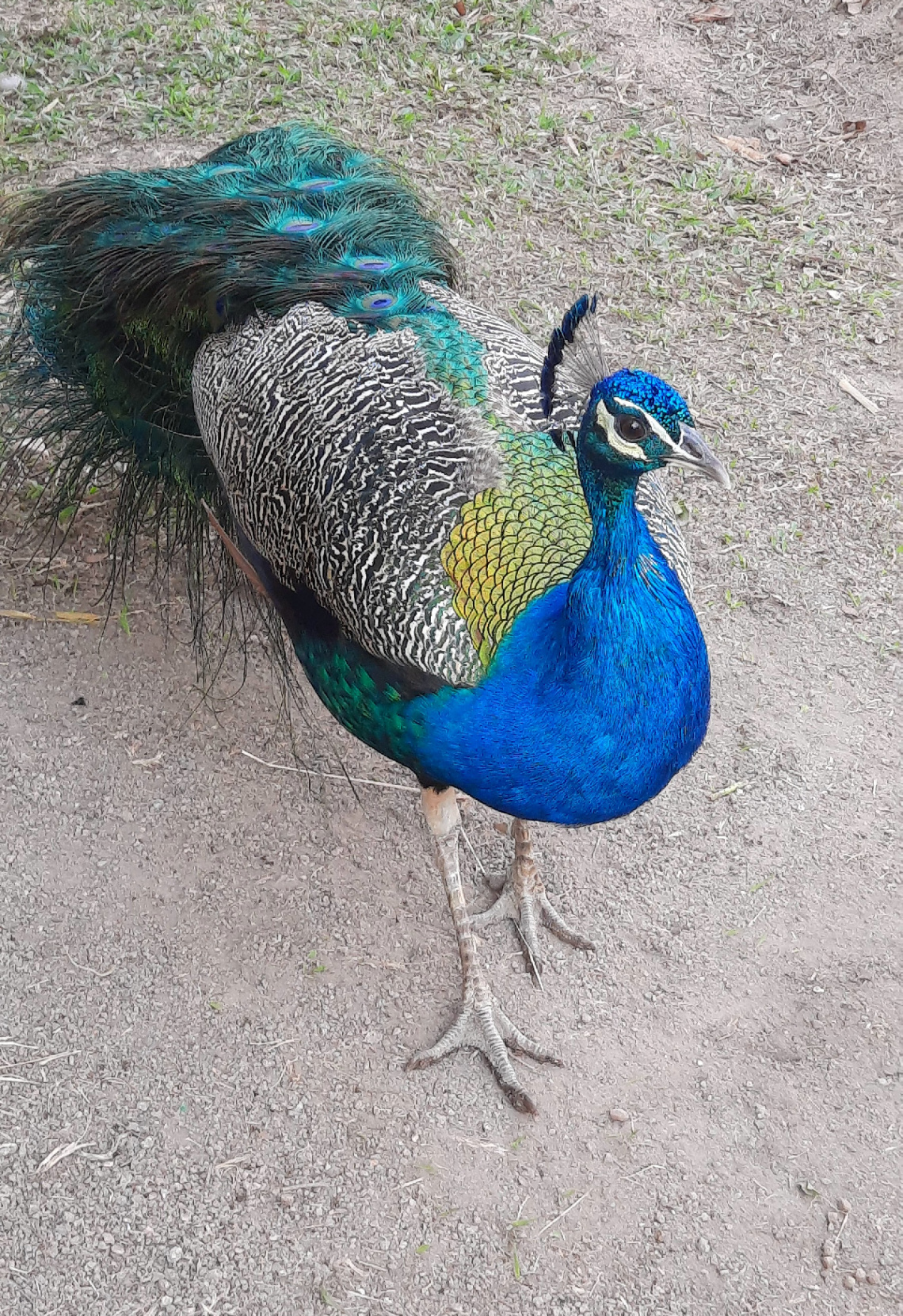 Pavão 