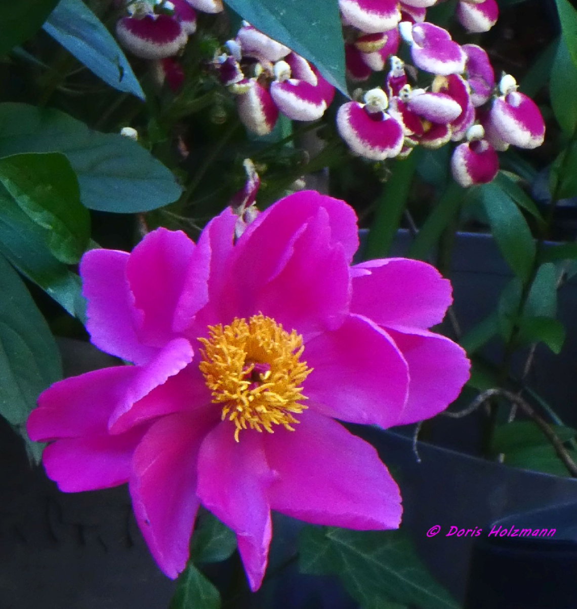 blossoms