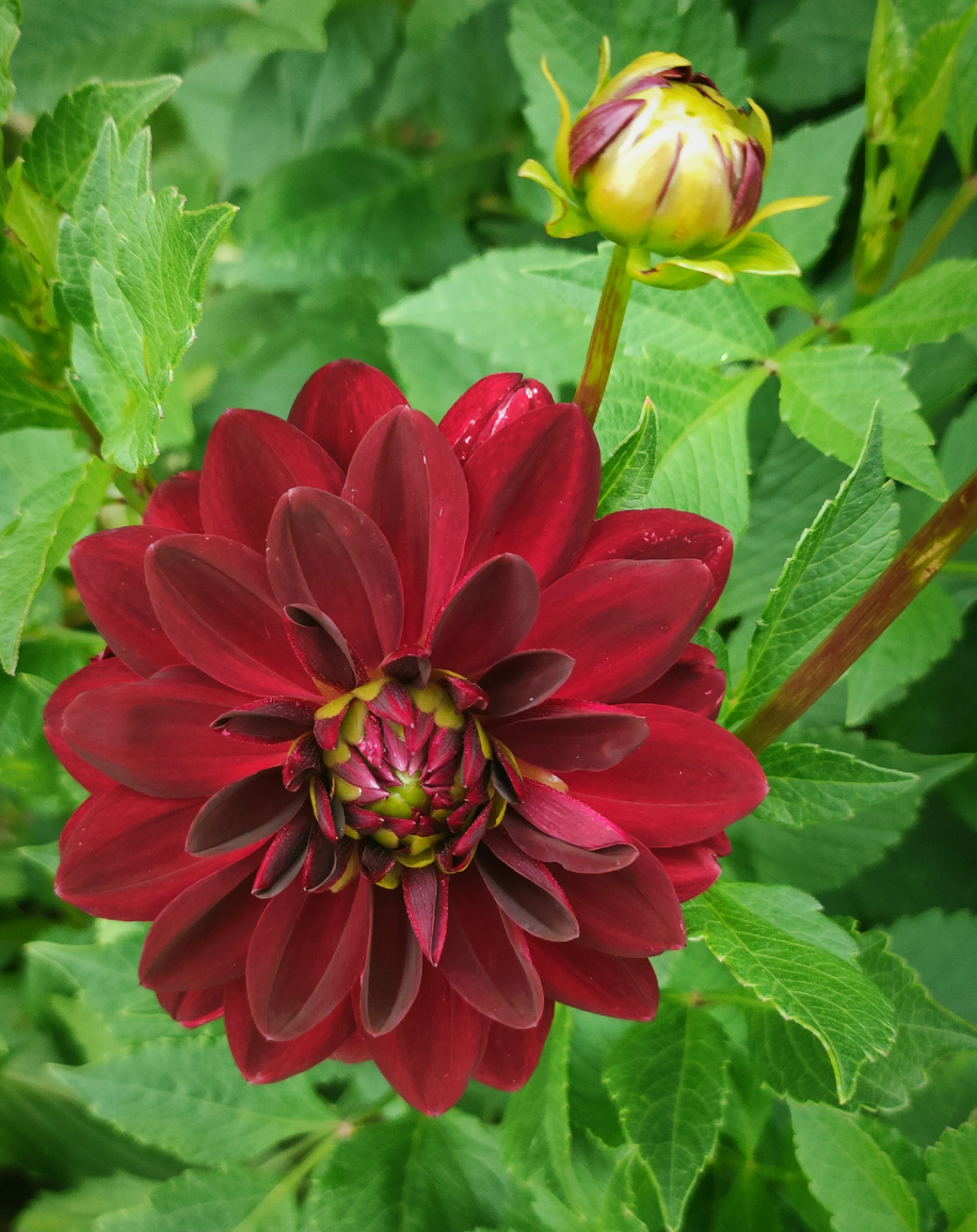 DAHLIA IN BLOOM