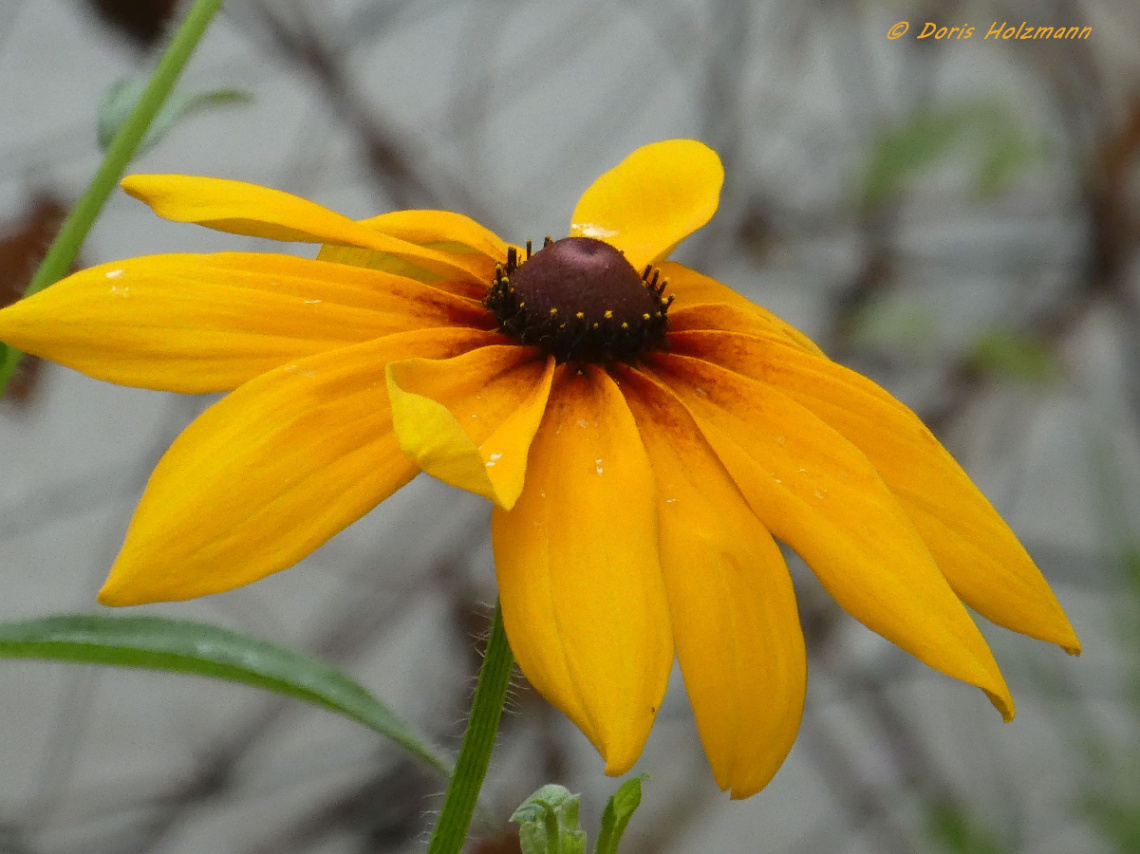 Rudbeckia hirta, commonly called black-eyed Susan