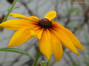 Rudbeckia hirta, commonly called black-eyed Susan