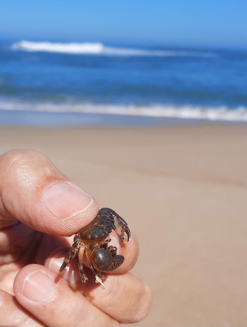 Mini Caranguejo 
