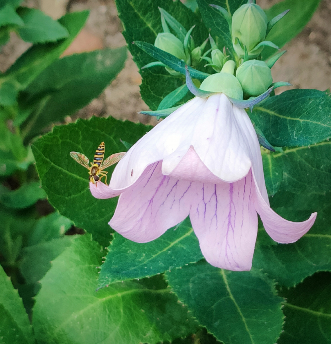FLOWER FLY