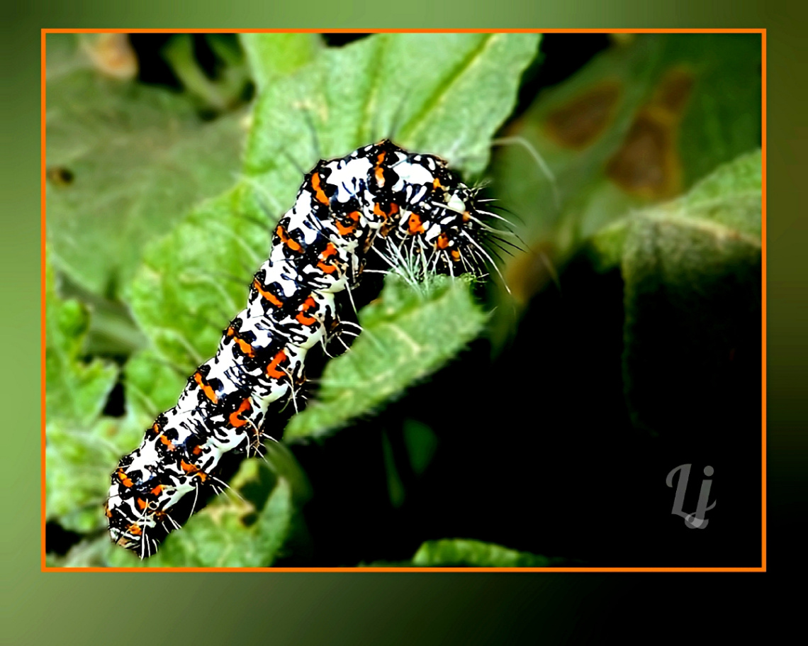 Caterpillar ⚜⚜