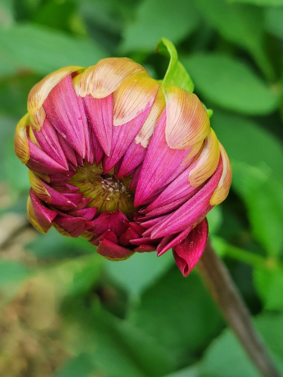 DAHLIA'S BUD