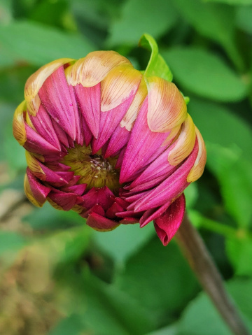 DAHLIA'S BUD