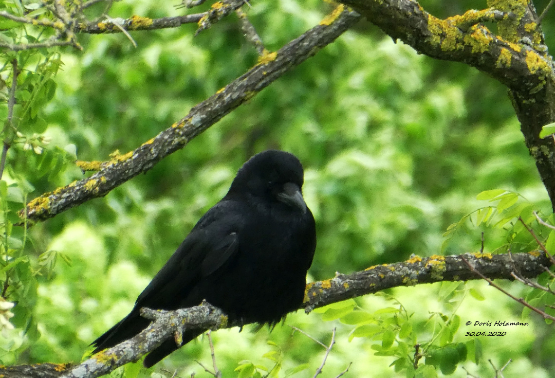 Raven in front of my window
