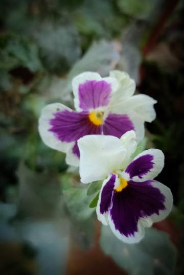 PANSIES 