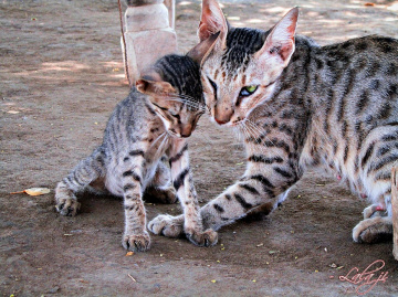 Kitten and Mom ⚜⚜