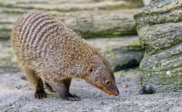 Copenhagen Zoo - July 2024