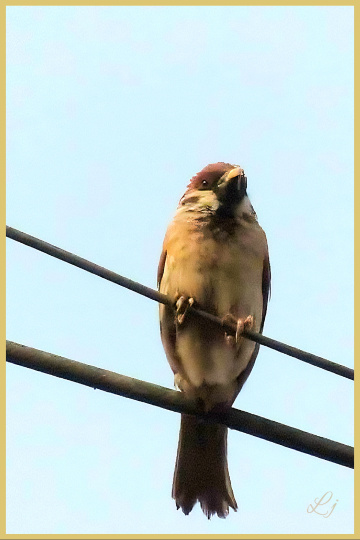 Sparrow 