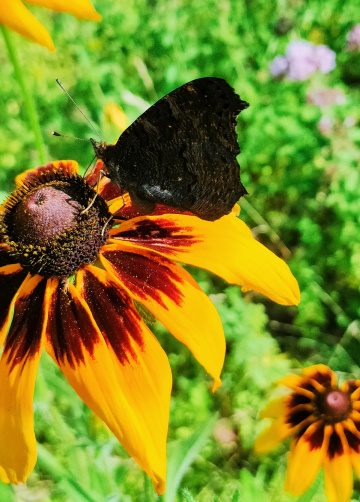 BLACK BUTTERFLY 
