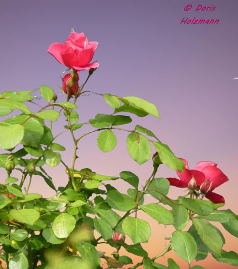 roses