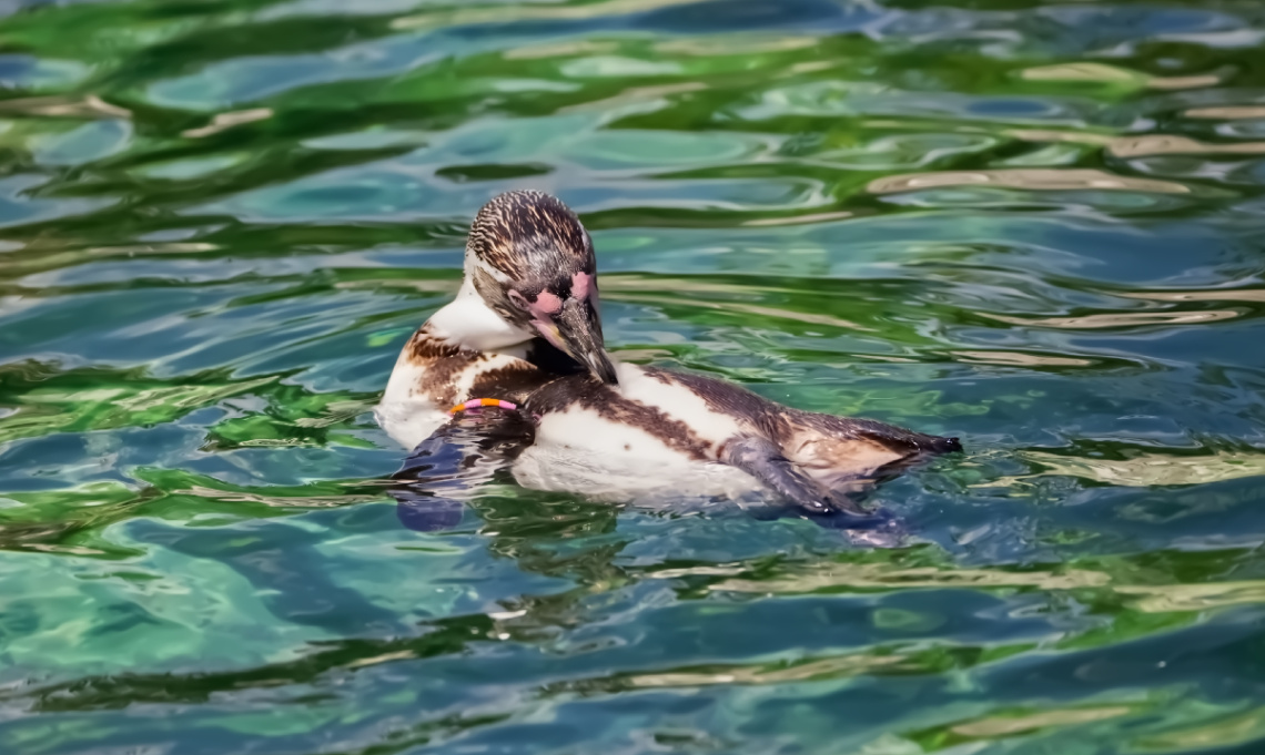 Copenhagen Zoo - July 2024