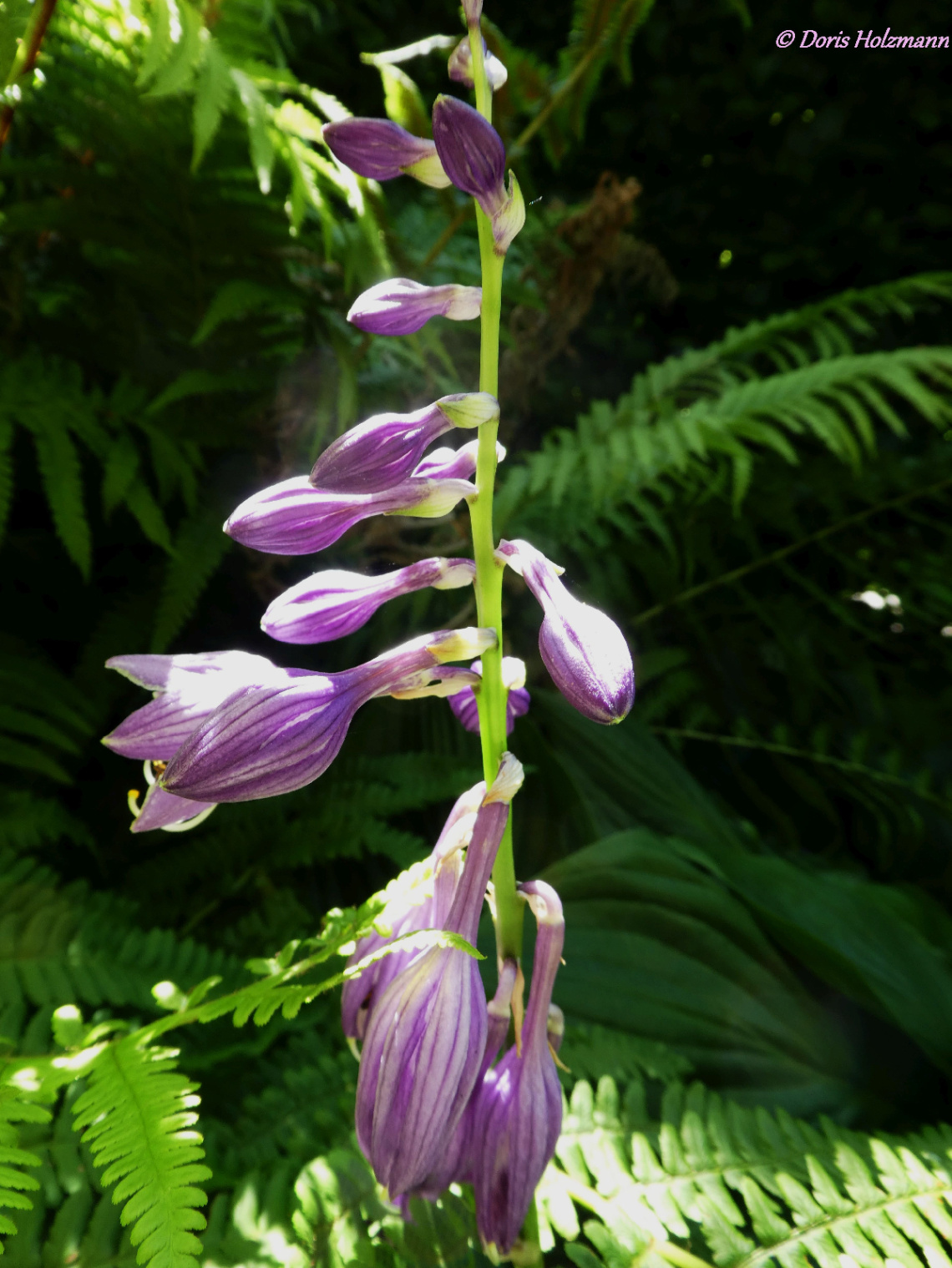 Hosta clausa