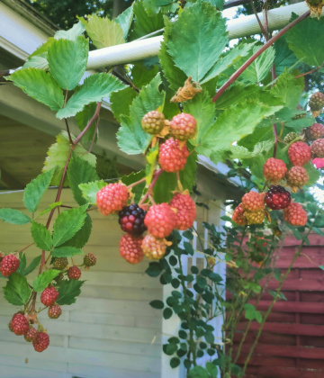 BLACKBERRIES LIKE GRAPES