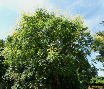 magnificent tree