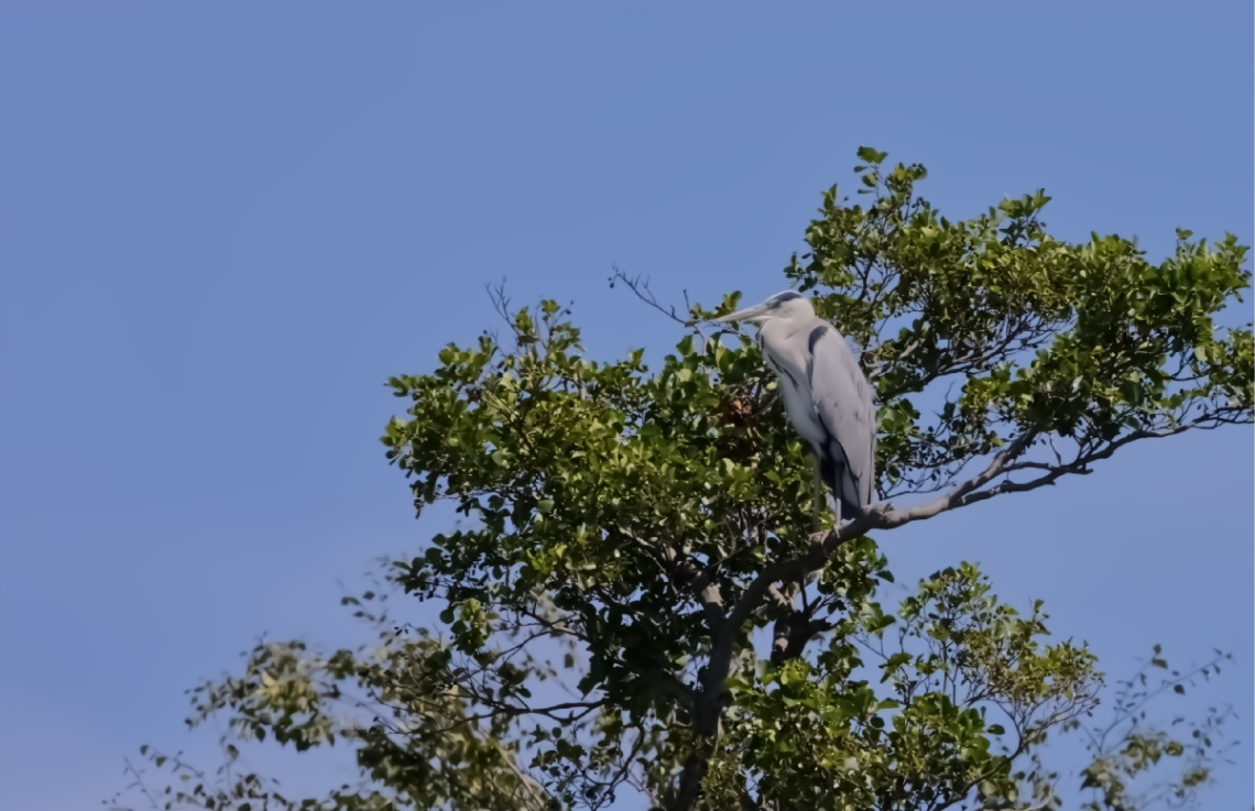 Heron - Lyngby - Denmark 2024.