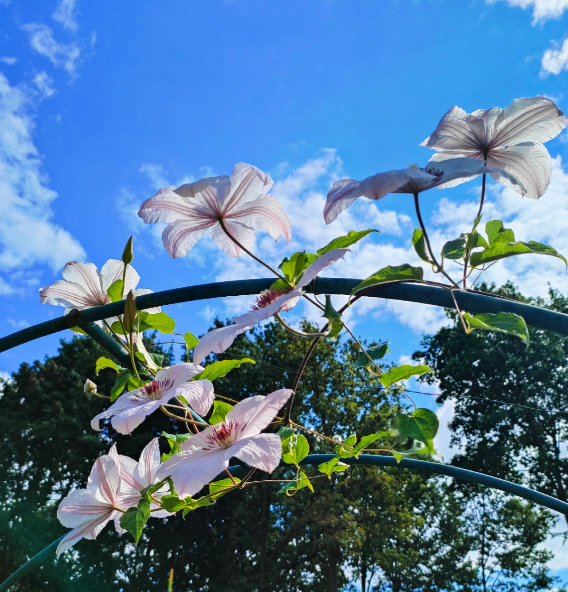 CLEMATIS 