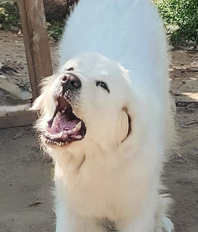 SHEEPDOG