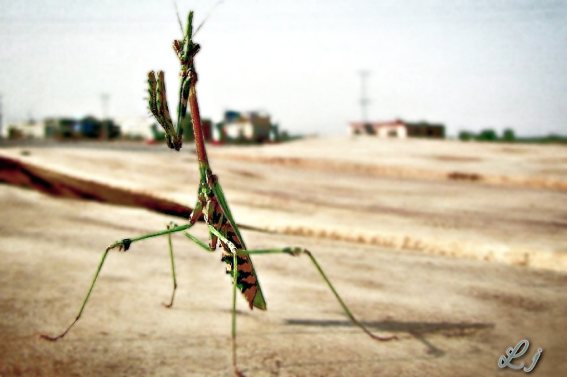 Praying Mantis ⚜ ⚜ ،شکاری