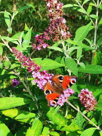 BUDDLEJA AND BUTERFLY