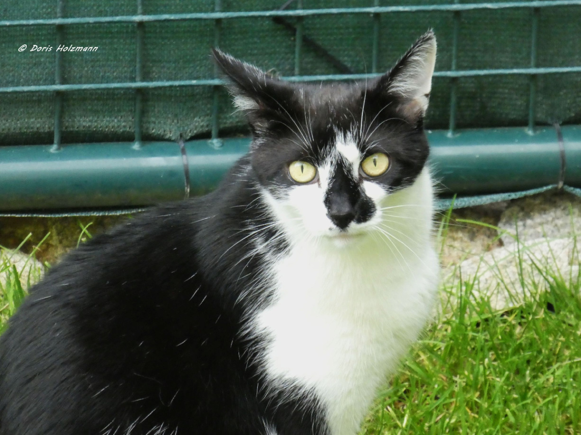 Neighbour's cat 