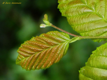leaves