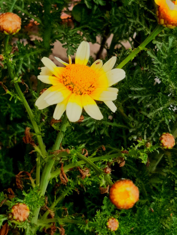 Golden flowers ⚜ ⚜ 