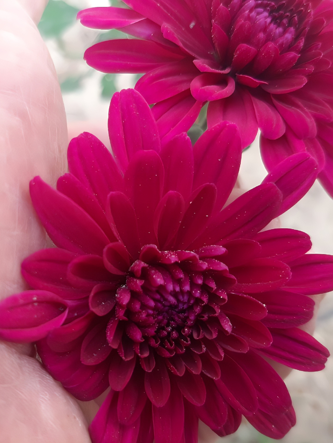 Dhalia bloom ⚜⚜
