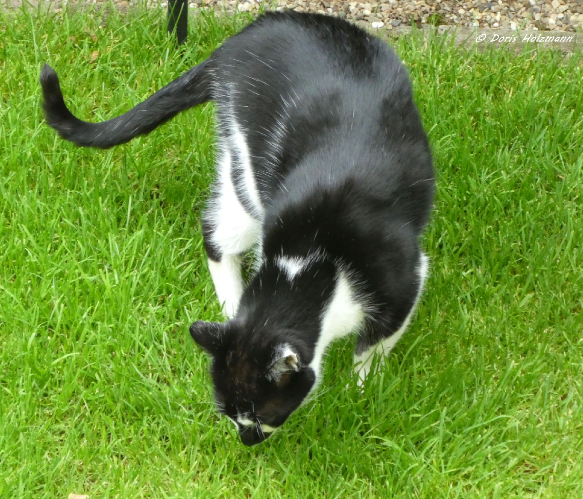 Neighbour's cat 