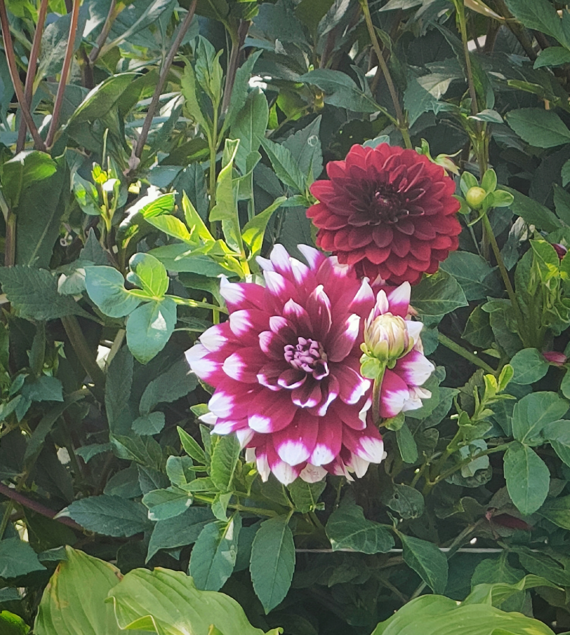 COLORFUL DAHLIAS 