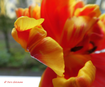 Tulip blossom