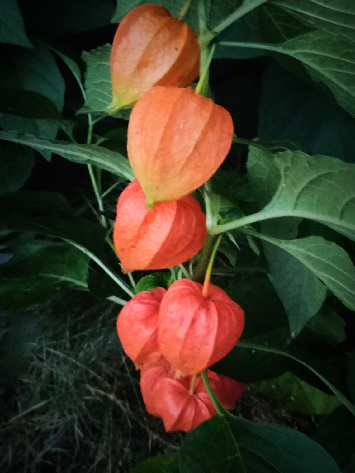 FRUITS OF PHYSALIS