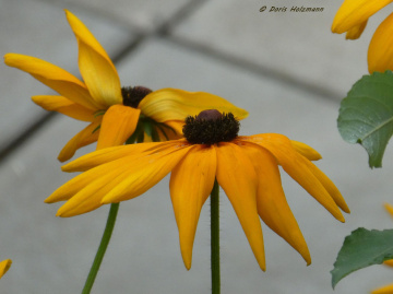 Rudbeckia hirta, commonly called black-eyed Susan