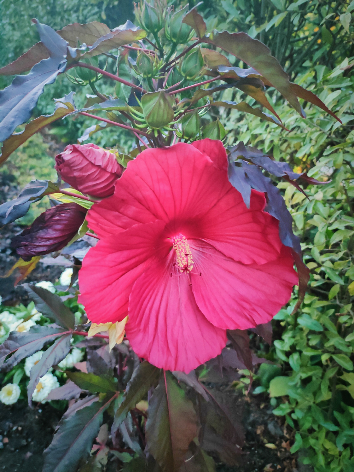 THE ROSE MALLOW